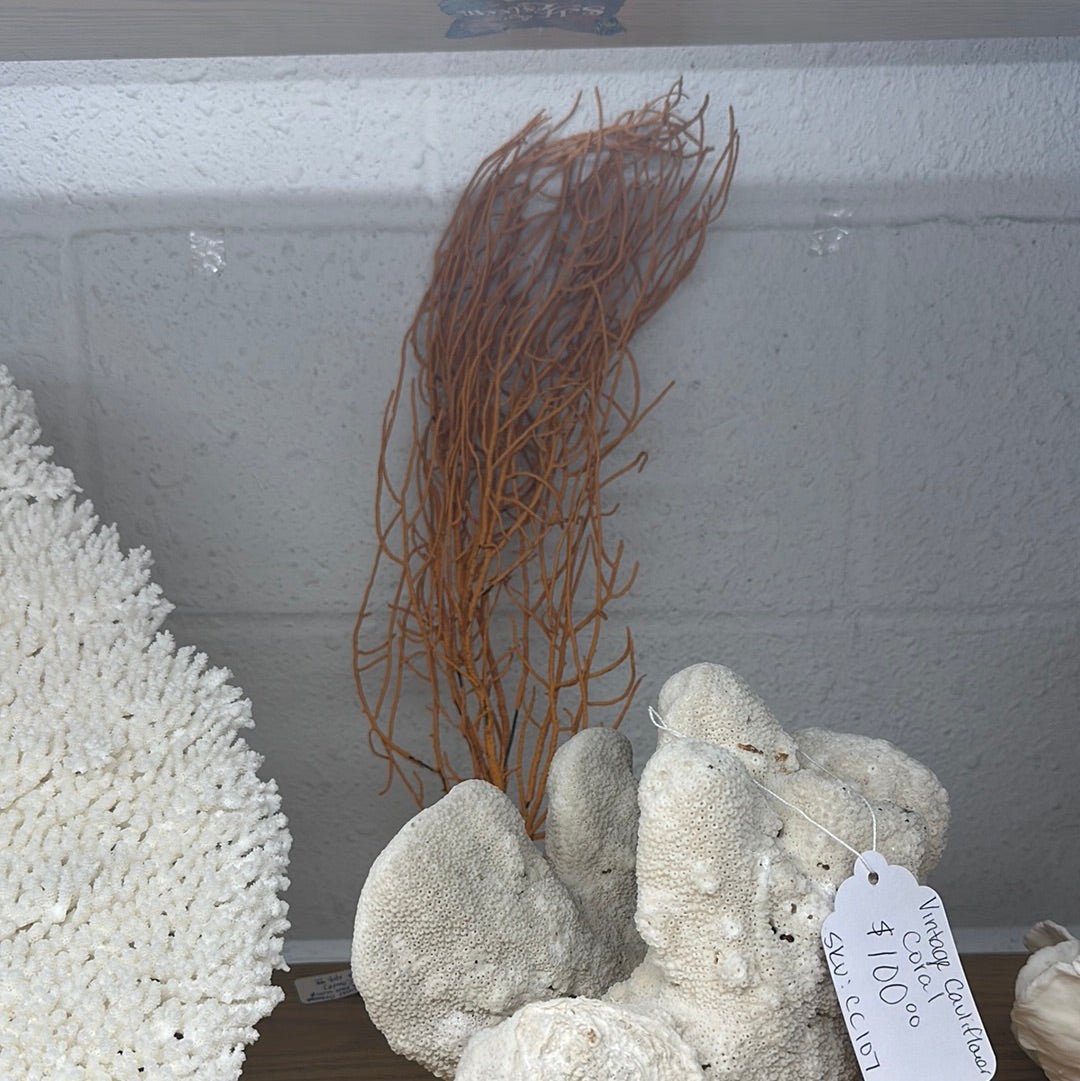 Vintage Gulf of Mexico Orange Sea Whip