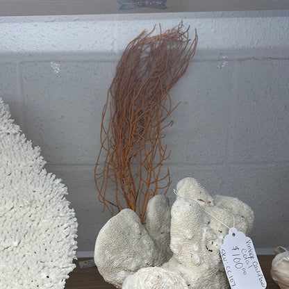 Vintage Gulf of Mexico Orange Sea Whip