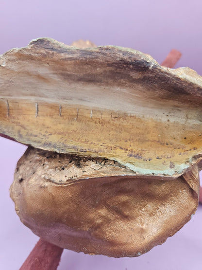 Hand-Painted Oyster Shells with Wooden Stands – Unique Coastal Art by Local Artist