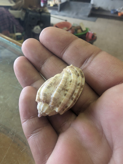 Lesser Harp Shell Display – Harpa amouretta 1.5" Ribbed Mini Shell