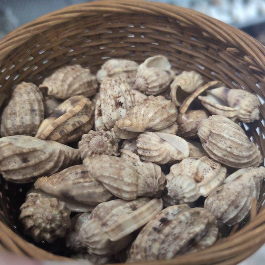 Lesser Harp Shell Display – Harpa amouretta 1.5" Ribbed Mini Shell