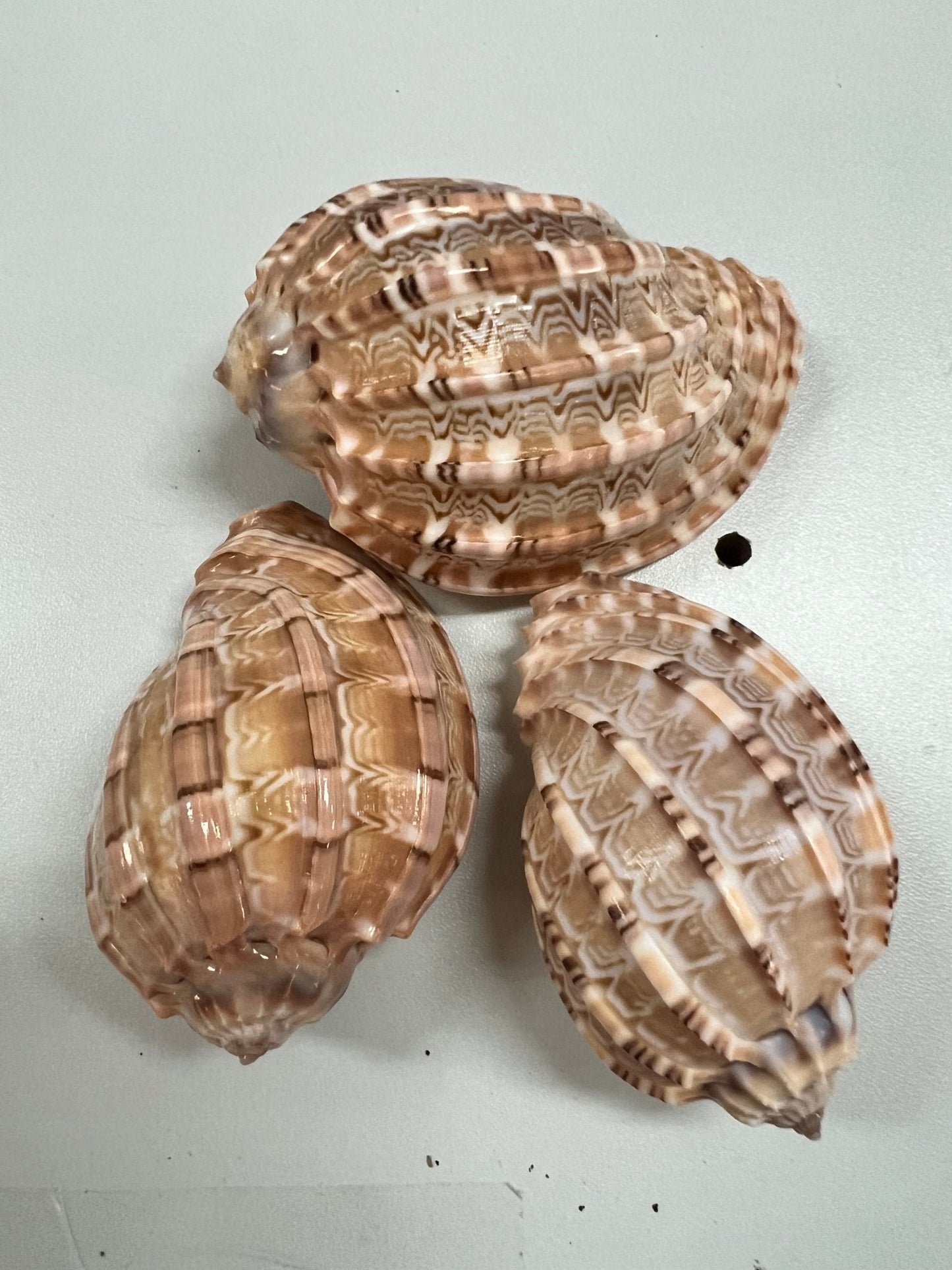 Harpa articularis Shell Harp