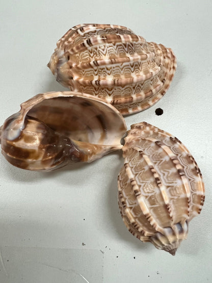 Harpa articularis Shell Harp