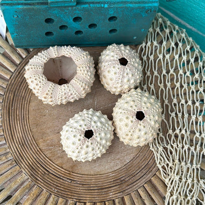 Hawaiian Slate Pencil Urchin