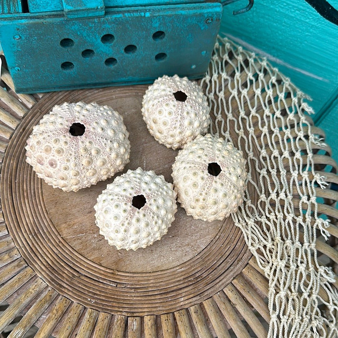 Hawaiian Slate Pencil Urchin