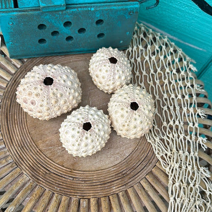 Hawaiian Slate Pencil Urchin