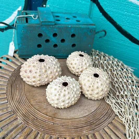 Hawaiian Slate Pencil Urchin