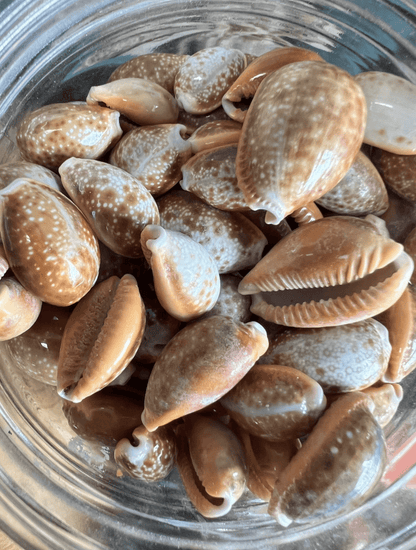 Honey Helvola Cowrie Shells (Naria helvola Cypraea)