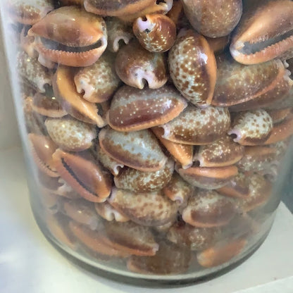 Honey Helvola Cowrie Shells (Naria helvola Cypraea)