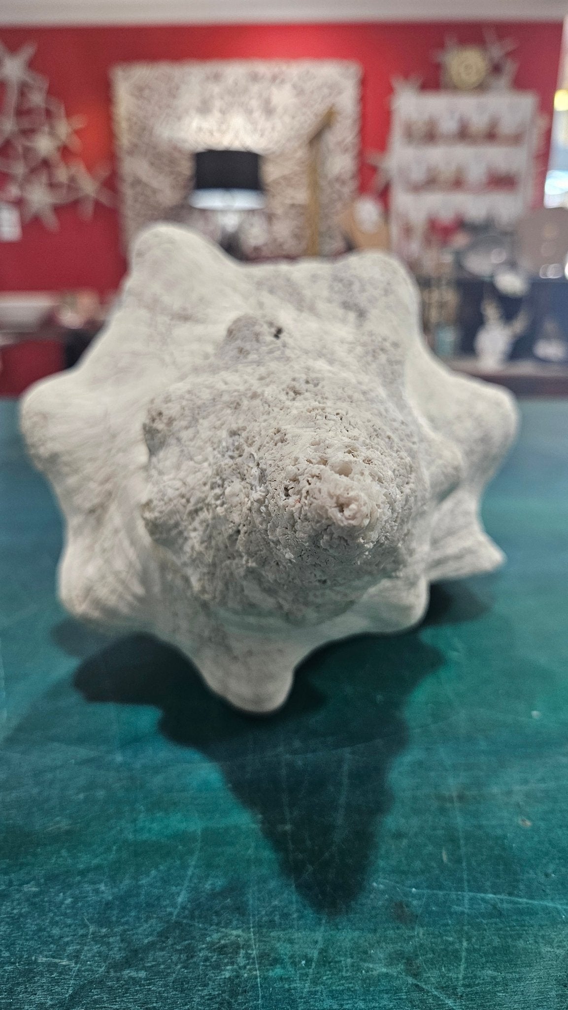 Horse Conch Shell – Extra-Large Natural Coastal Décor (14" x 7.75")
