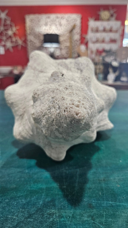 Horse Conch Shell – Extra-Large Natural Coastal Décor (14" x 7.75")