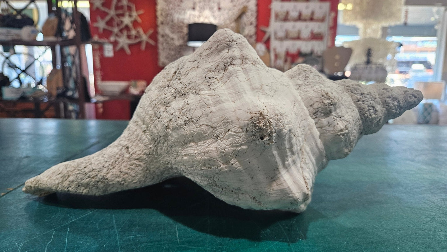 Horse Conch Shell – Extra-Large Natural Coastal Décor (14" x 7.75")