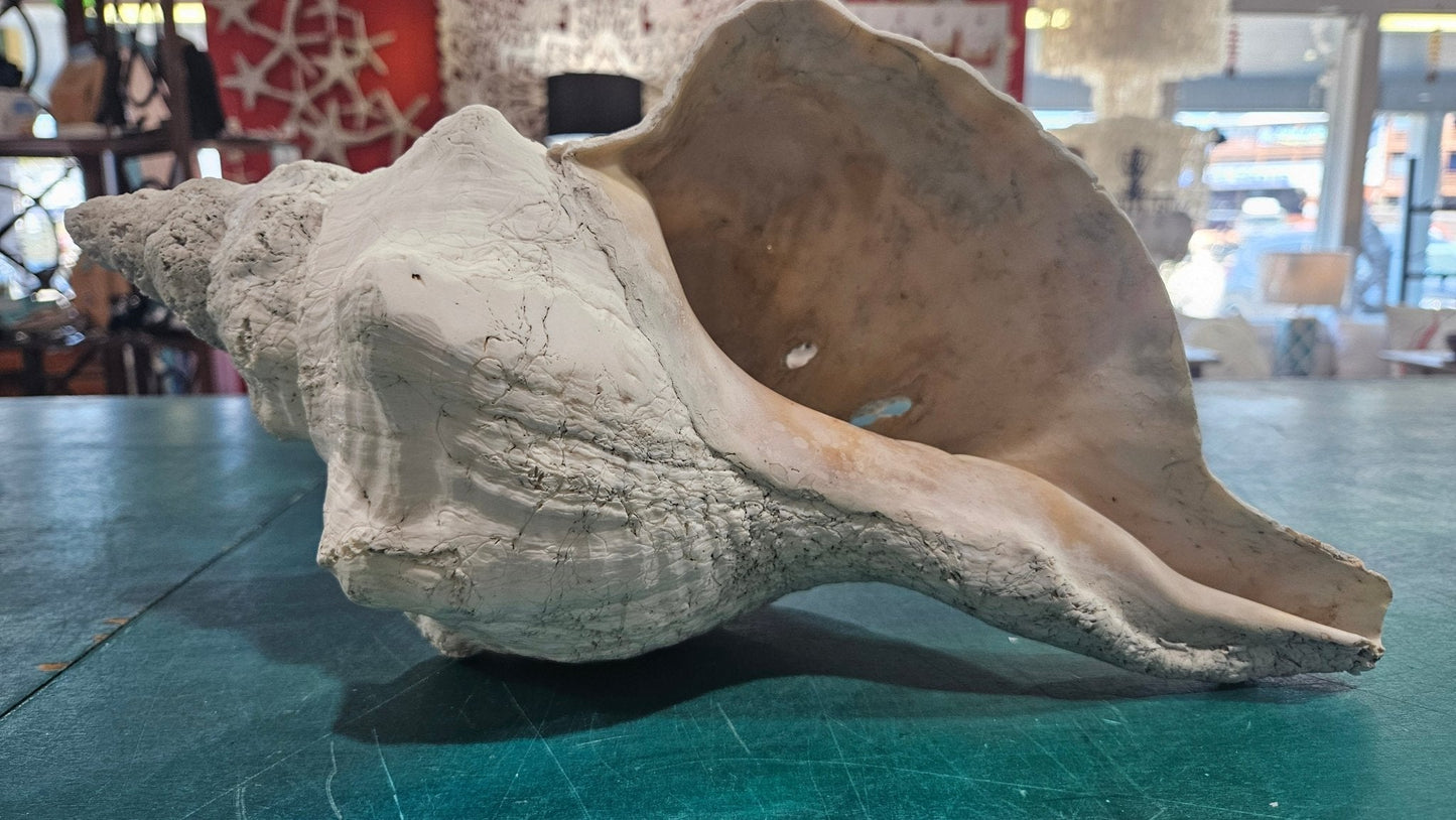 Horse Conch Shell – Extra-Large Natural Coastal Décor (14" x 7.75")
