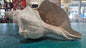 Horse Conch Shell – Extra-Large Natural Coastal Décor (14" x 7.75")