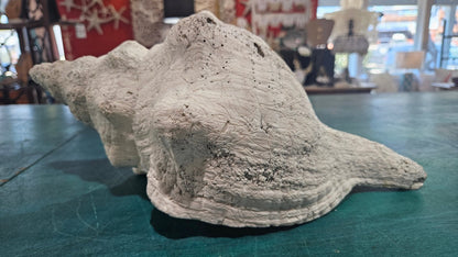 Horse Conch Shell – Extra-Large Natural Coastal Décor (14" x 7.75")