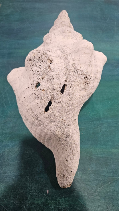 Horse Conch Shell – Extra-Large Natural Coastal Décor (14" x 7.75")