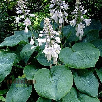 Hosta Elegans Gray-Blue, Twisted White Flowers for Planting