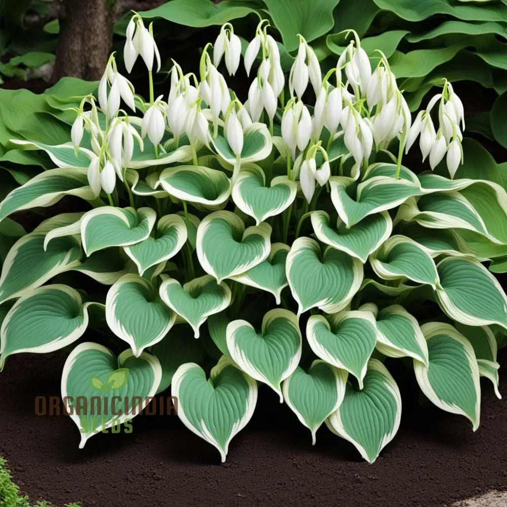 Hosta Lily flower Seeds for Planting Elevate Your Gardening Experience with Stunning, Long lasting Blooms