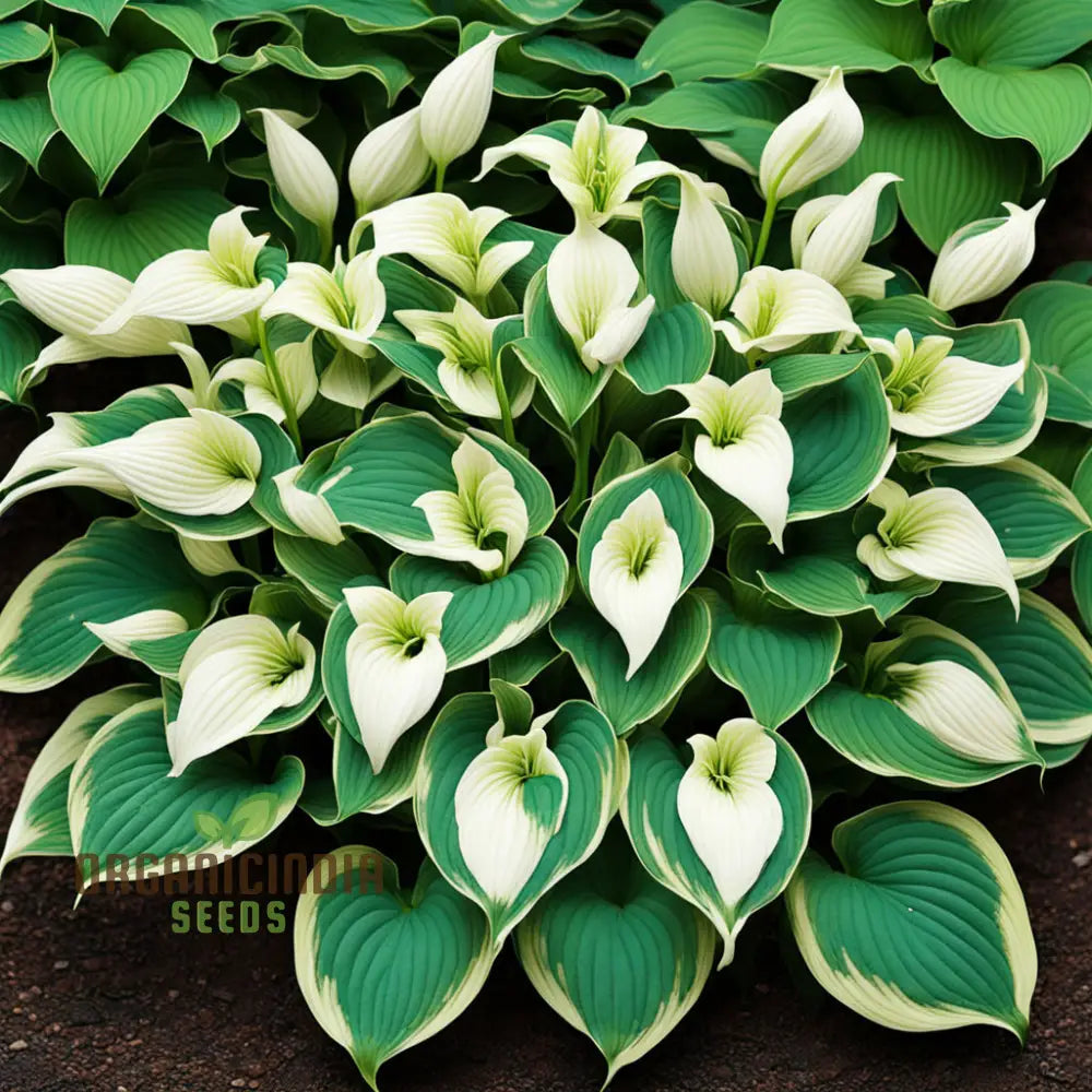 Hosta Lily flower Seeds for Planting Elevate Your Gardening Experience with Stunning, Long lasting Blooms