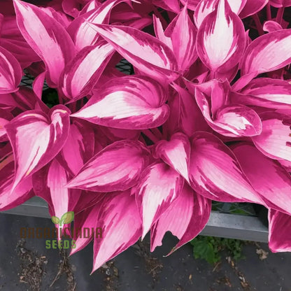 Hosta Seed Bonsai Plant  Rare Blooming Herb Seeds