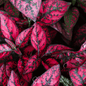 Splash Select Red Hypoestes – 25 Seeds