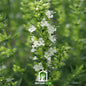 White Hyssop – 50 Seeds
