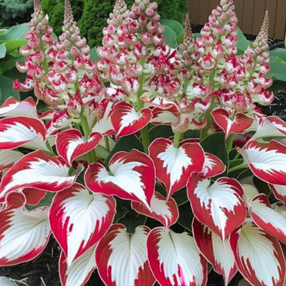 Hosta Plant Seeds White And Red