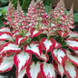 Hosta Plant Seeds White And Red