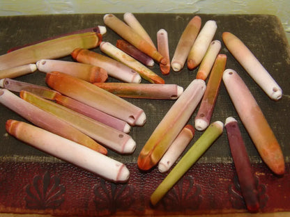 Drilled Sea Urchin Spine