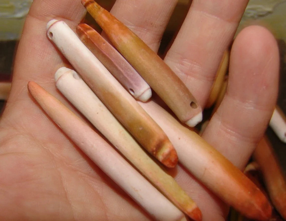 Drilled Sea Urchin Spine