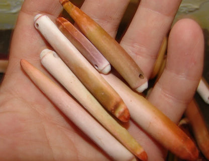 Drilled Sea Urchin Spine