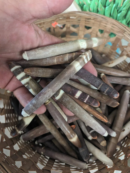 Drilled Sea Urchin Spine