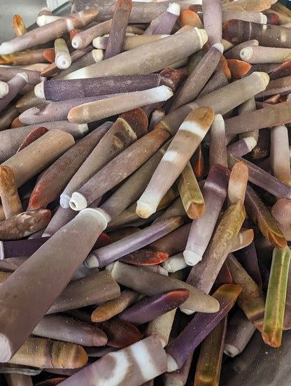 Drilled Sea Urchin Spine