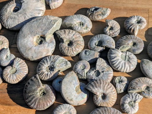Rare Blue Opalized Ammonite Fossils