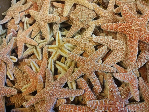 Real Dried Sugar Starfish