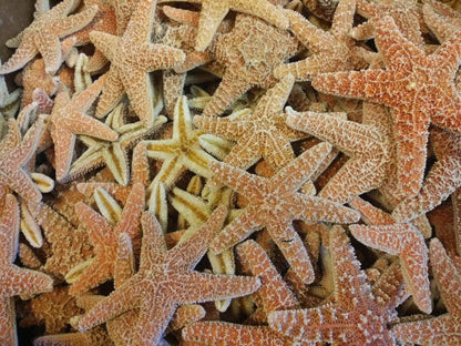 Real Dried Sugar Starfish