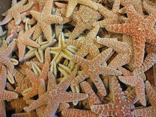 Real Dried Sugar Starfish