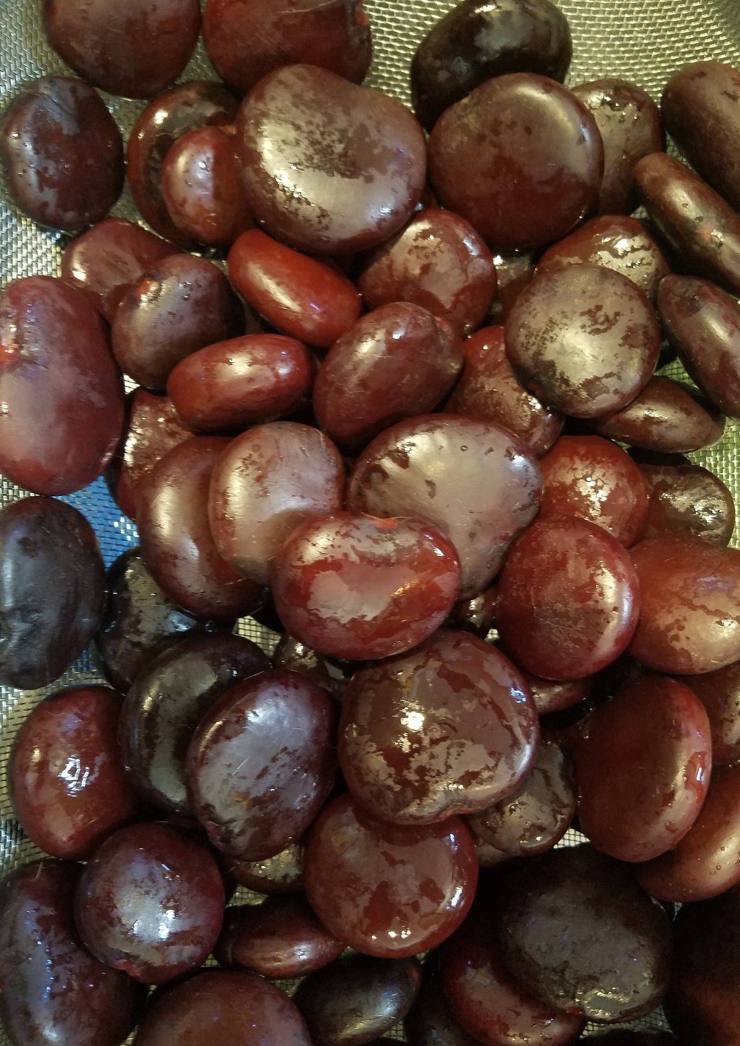 Heart Sea Beans Seaheart Lucky Bean Entada gigas