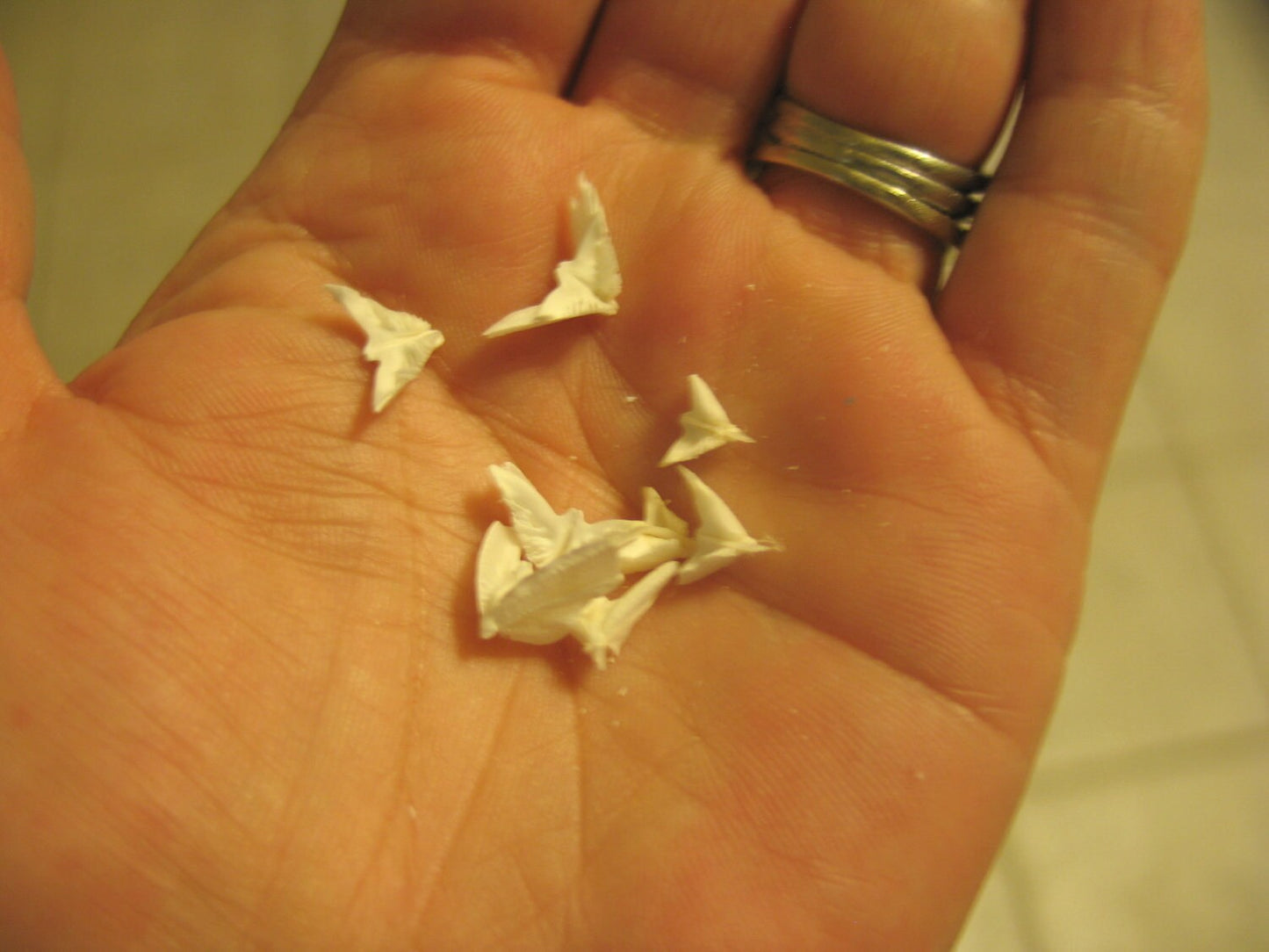 Sand Dollar Doves- Seagull Shape Bird in Flight- Coastal Arts & Crafts DIY- Lockets Frames