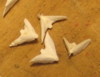 Sand Dollar Doves- Seagull Shape Bird in Flight- Coastal Arts & Crafts DIY- Lockets Frames