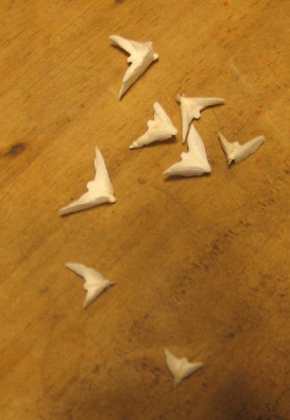 Sand Dollar Doves- Seagull Shape Bird in Flight- Coastal Arts & Crafts DIY- Lockets Frames