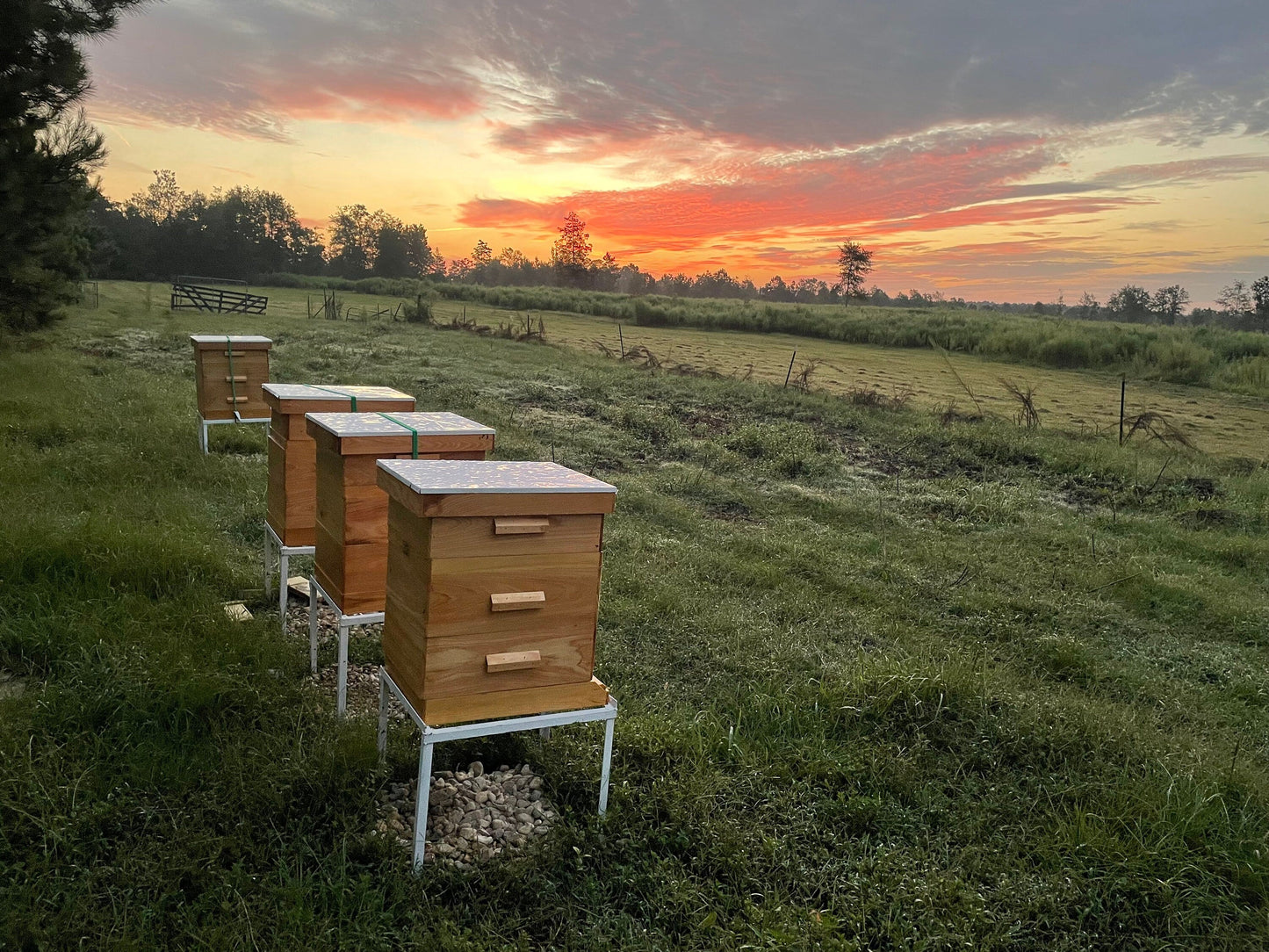 Mississippi Hot Honey