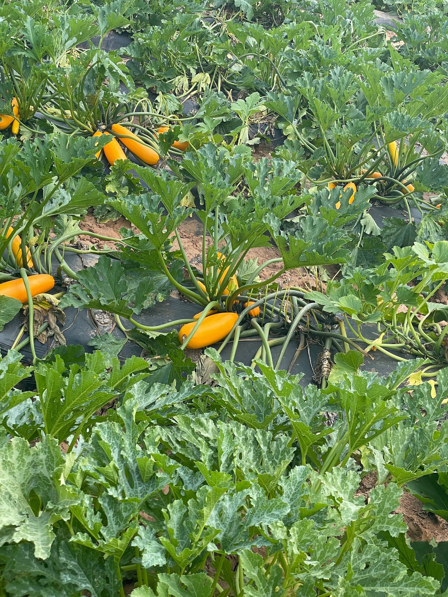 Habanero Hot Sauce