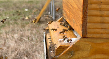 Bee Pollen and Raw Honey Gift Bundle