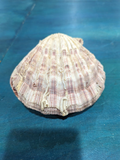 Natural Lion Paw Scallop PAIR