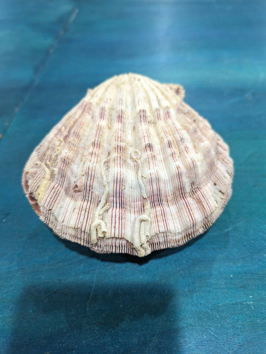 Natural Lion Paw Scallop PAIR