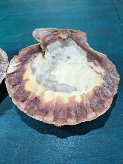 Natural Lion Paw Scallop PAIR