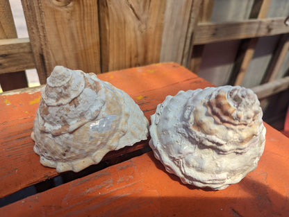 Raw Unpolished Astraea Undosa Large Wavy Top Turban Shell