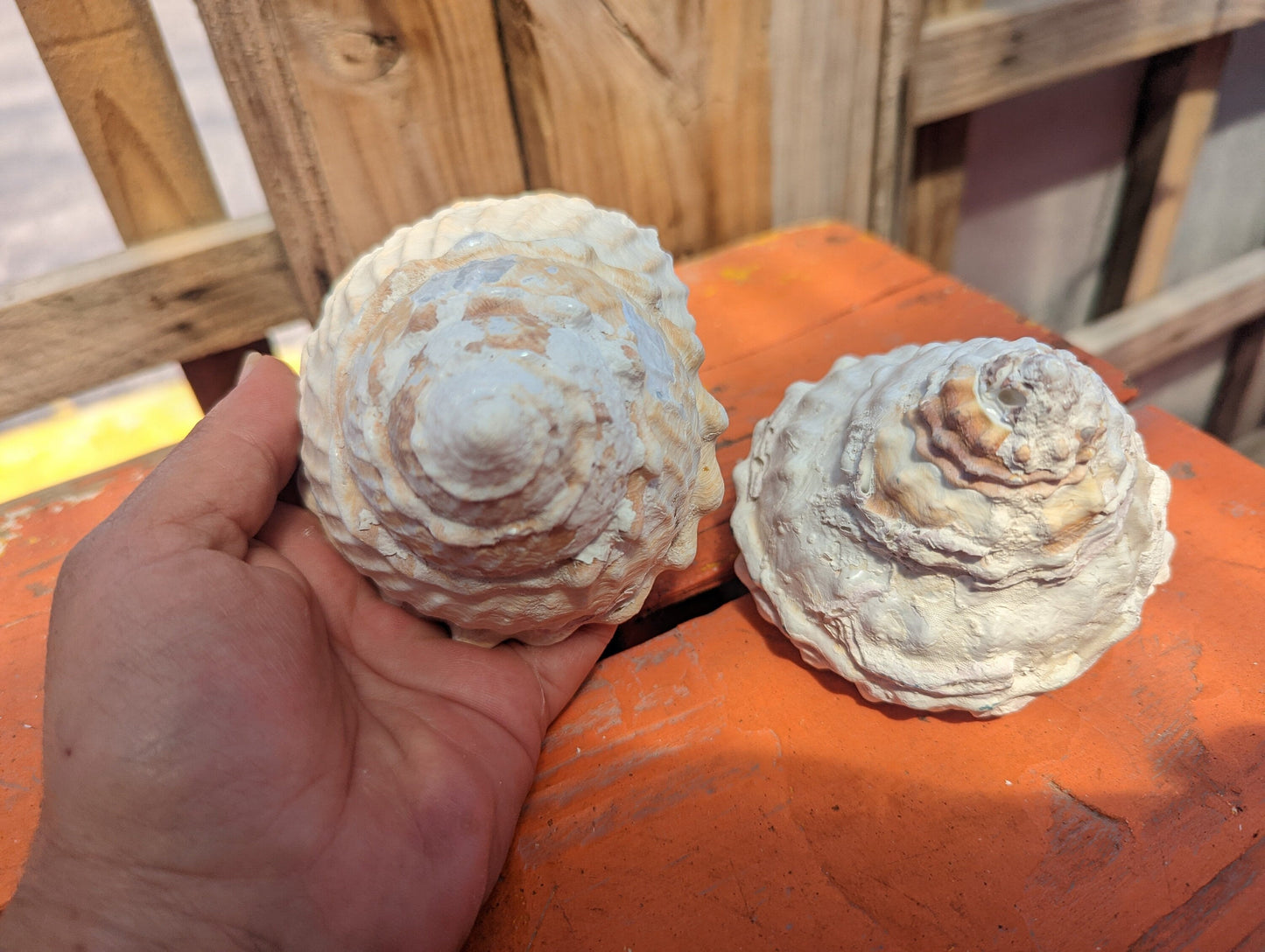 Raw Unpolished Astraea Undosa Large Wavy Top Turban Shell