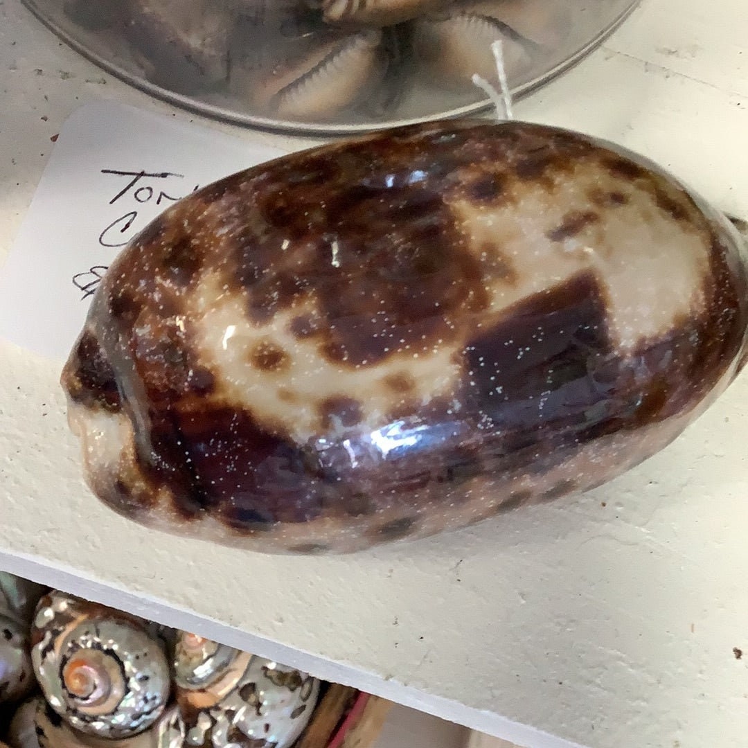 Tortoise Cowrie Shell CYPRAEA TESTUDINARIA